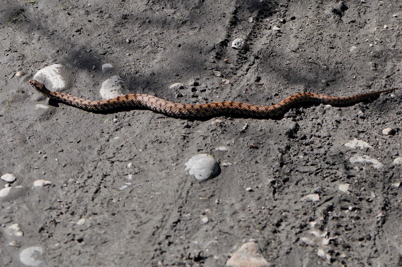 Vipera aspis var. francisciredi del Parco del Ticino