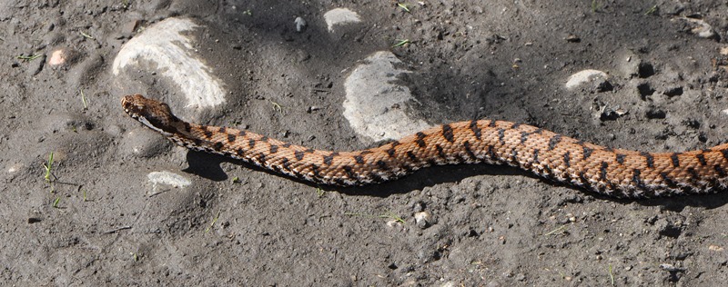 Vipera aspis var. francisciredi del Parco del Ticino