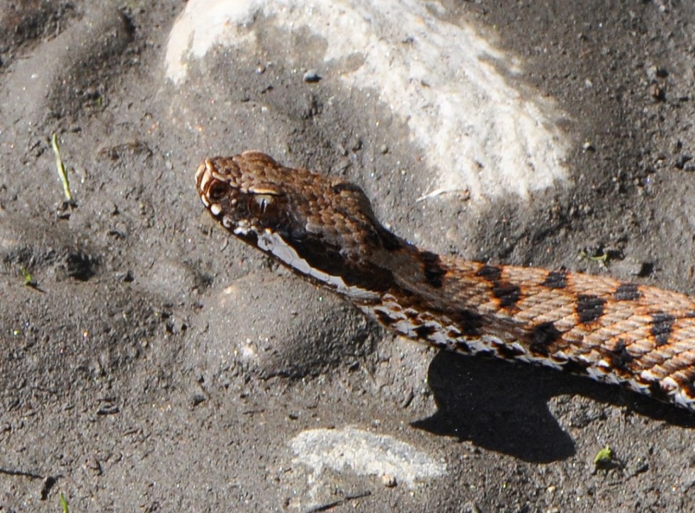 Vipera aspis var. francisciredi del Parco del Ticino