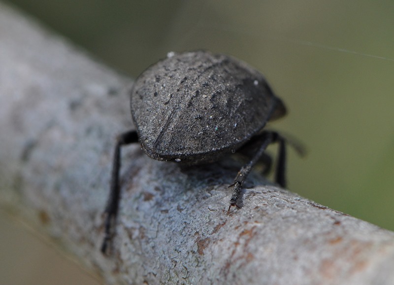 Tenebrionidae: Asida sabulosa sabulosa