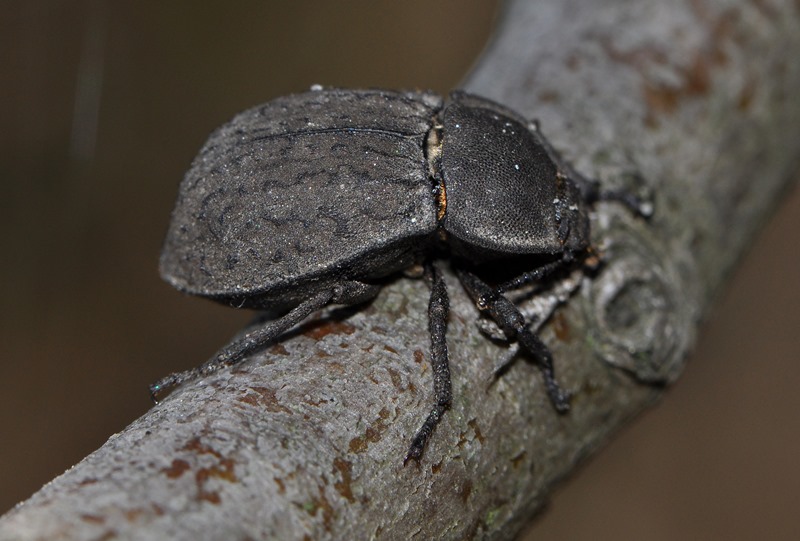 Tenebrionidae: Asida sabulosa sabulosa