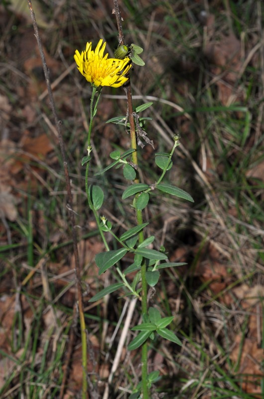 Hieracium cfr. sabaudum (Asteraceae)