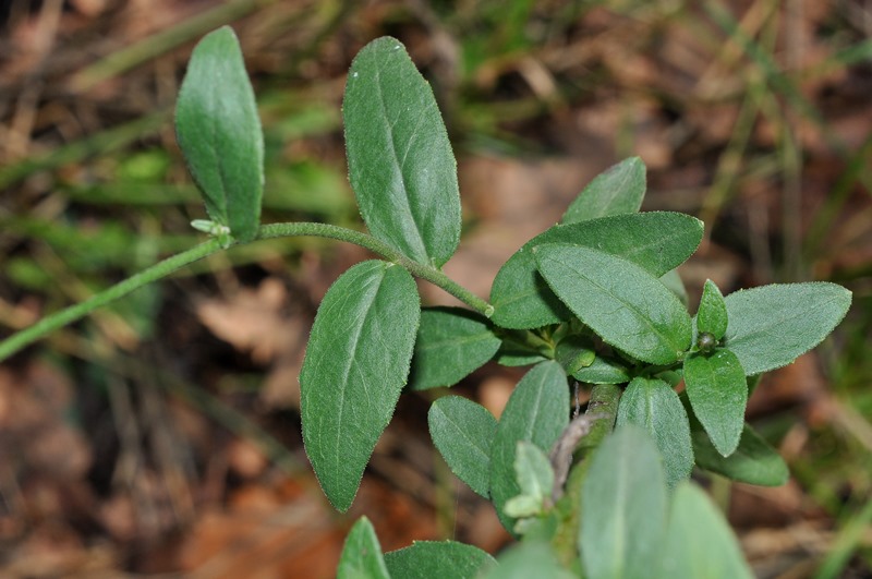 Hieracium cfr. sabaudum (Asteraceae)