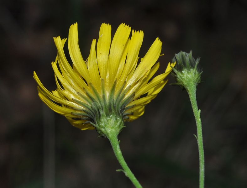 Hieracium cfr. sabaudum (Asteraceae)