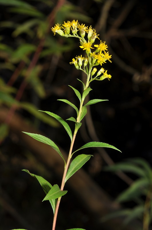 Solidago gigantea / Verga d''oro maggiore