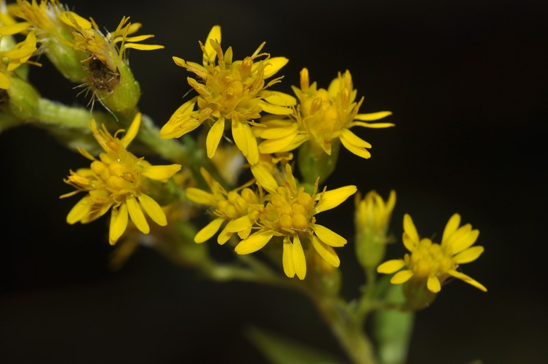 Solidago gigantea / Verga d''oro maggiore