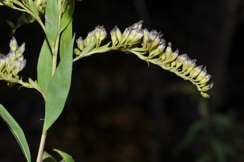 Solidago gigantea / Verga d''oro maggiore