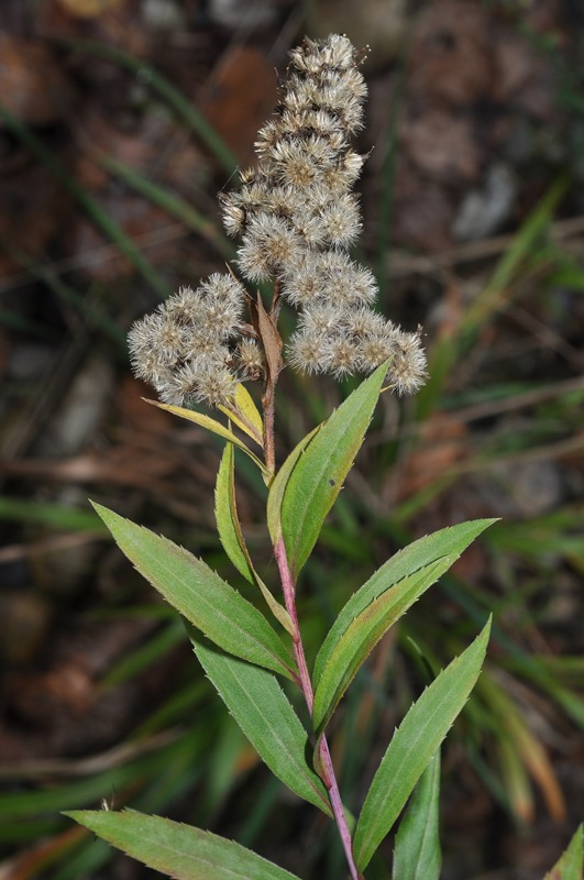 Solidago gigantea / Verga d''oro maggiore