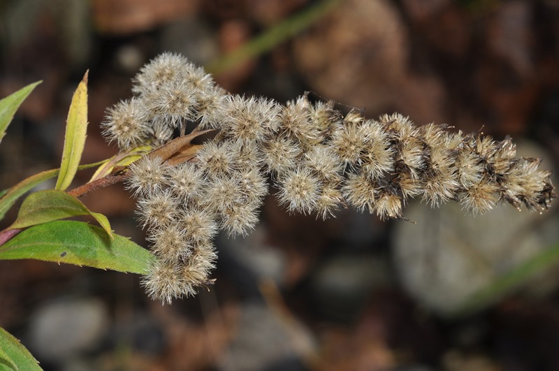 Solidago gigantea / Verga d''oro maggiore