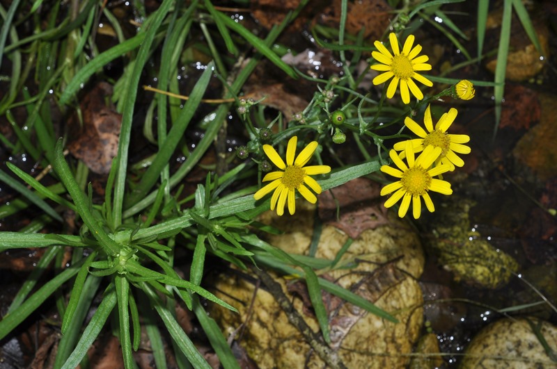 Senecio inaequidens