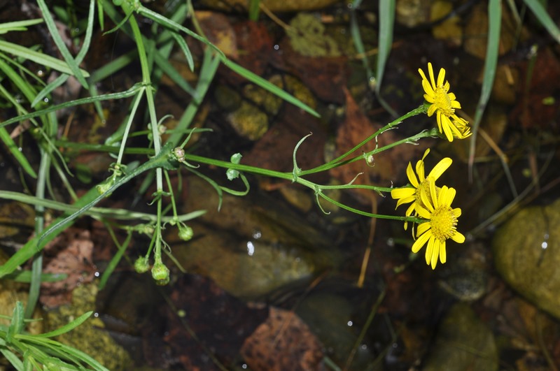 Senecio inaequidens