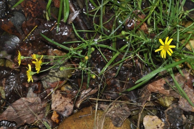 Senecio inaequidens