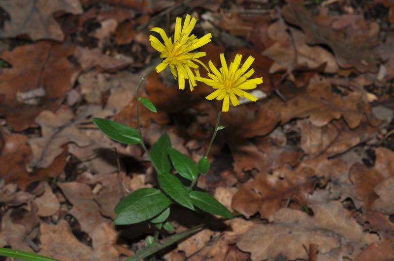 Hieracium cfr. sabaudum (Asteraceae)