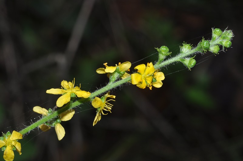 Agrimonia eupatoria / Agrimonia comune