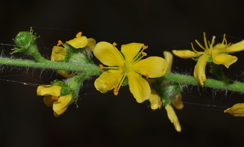 Agrimonia eupatoria / Agrimonia comune