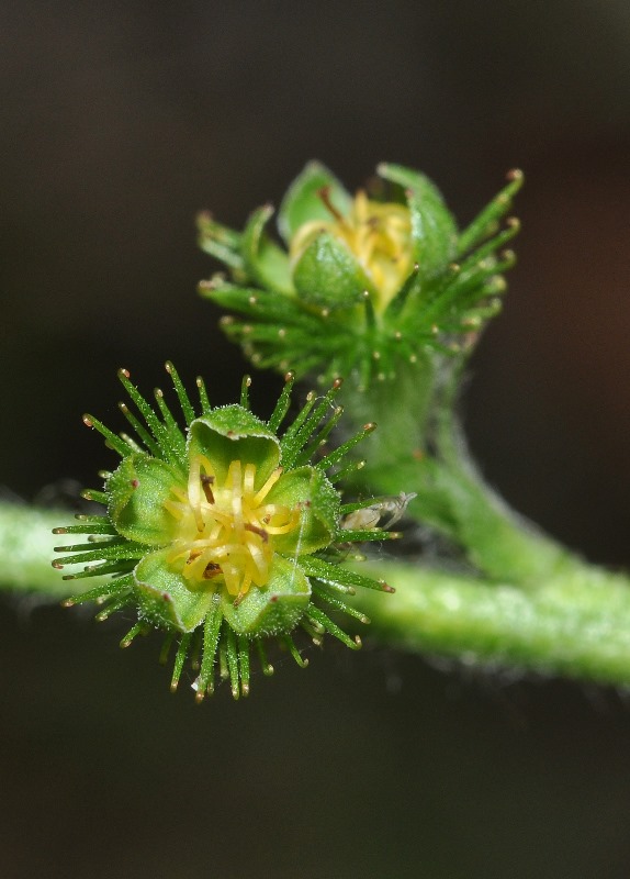 Agrimonia eupatoria / Agrimonia comune