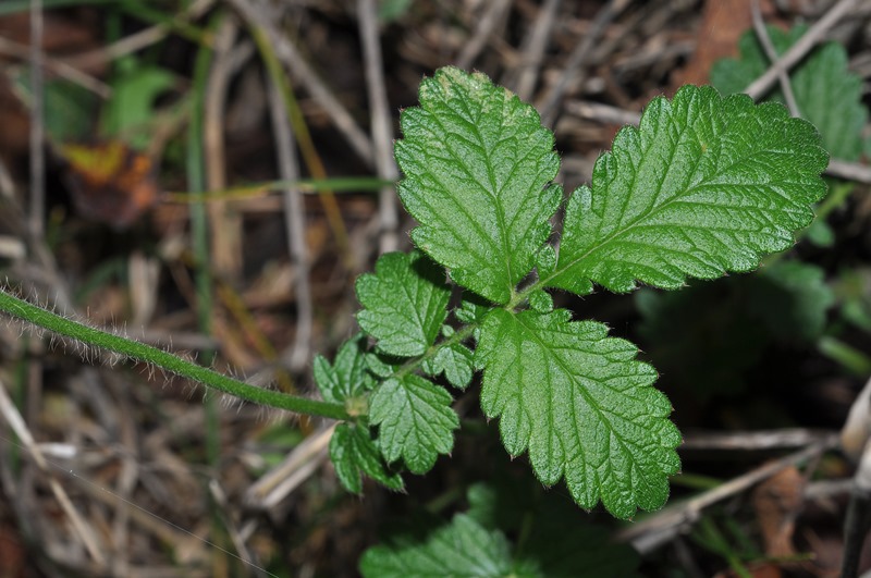 Agrimonia eupatoria / Agrimonia comune