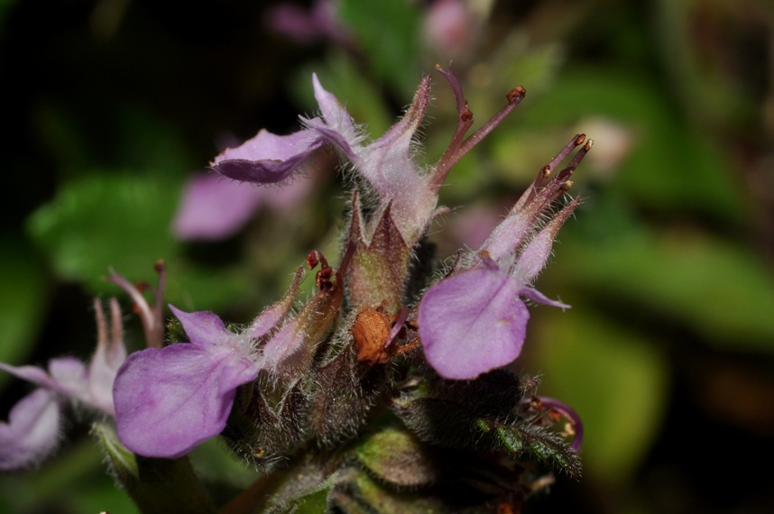 altra Lamiacea - Teucrium chamaedrys