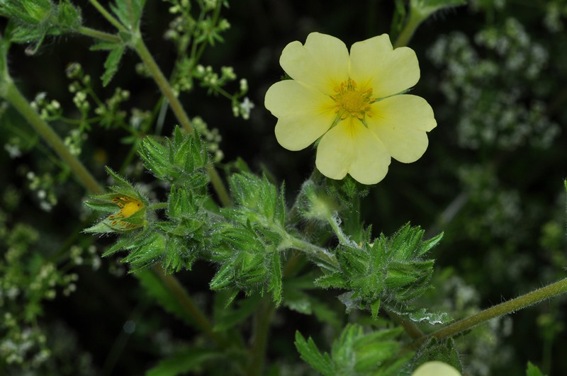 Potentilla recta / Cinquefoglia diritta