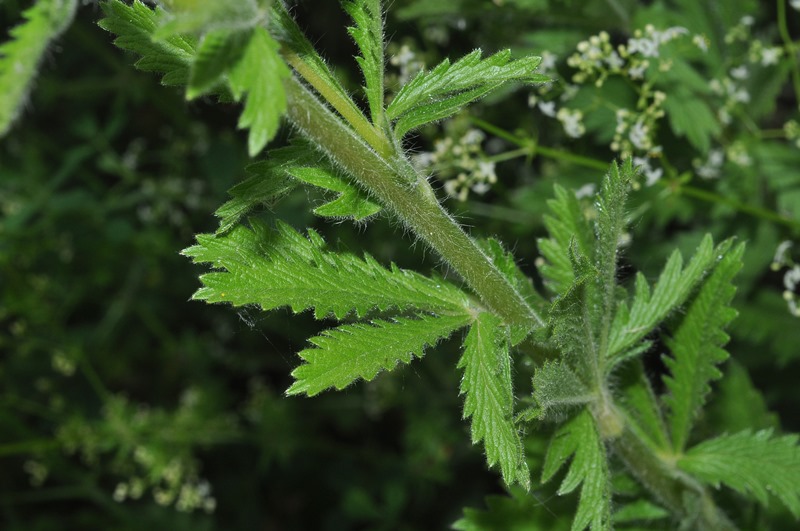 Potentilla recta / Cinquefoglia diritta