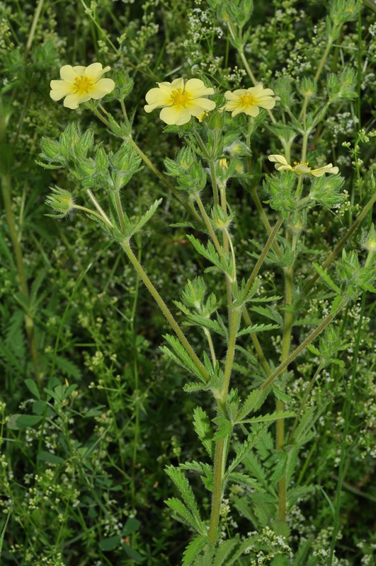 Potentilla recta / Cinquefoglia diritta