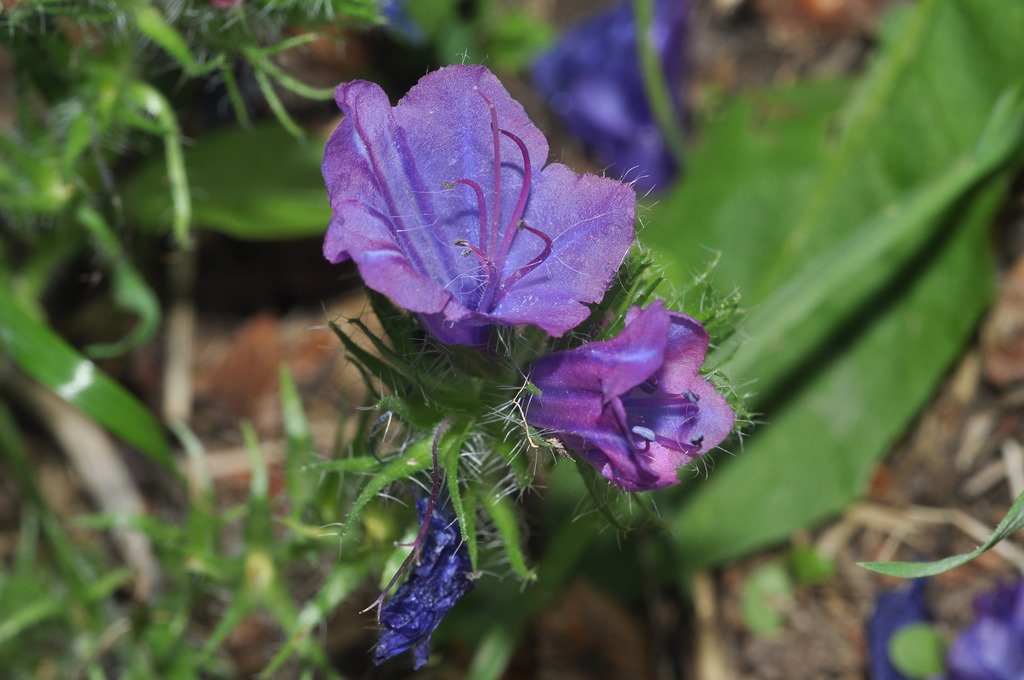 Echium plantagineum / Viperina piantaggine