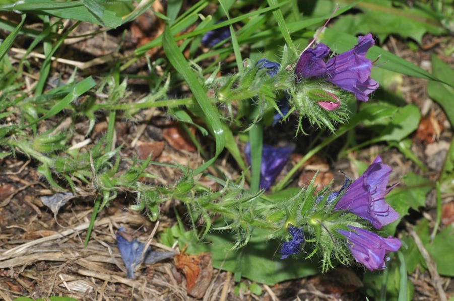 Echium plantagineum / Viperina piantaggine