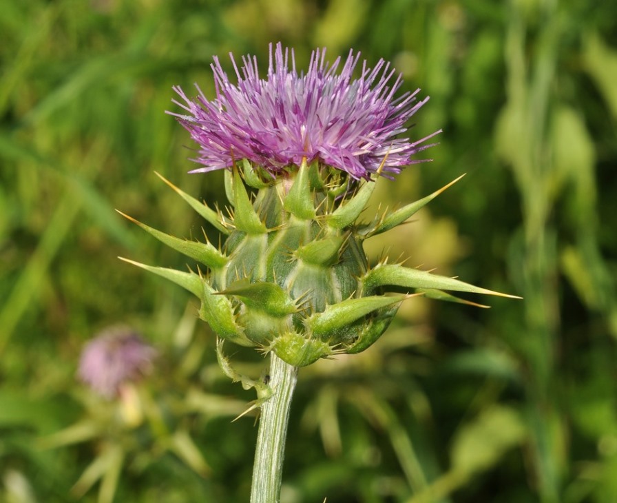 Silybum marianum / Cardo mariano