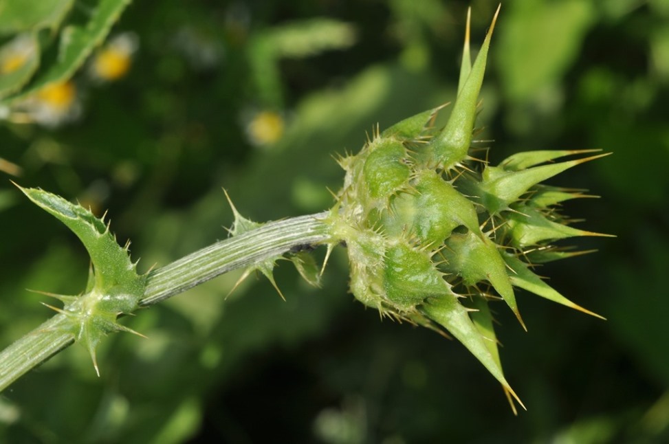 Silybum marianum / Cardo mariano