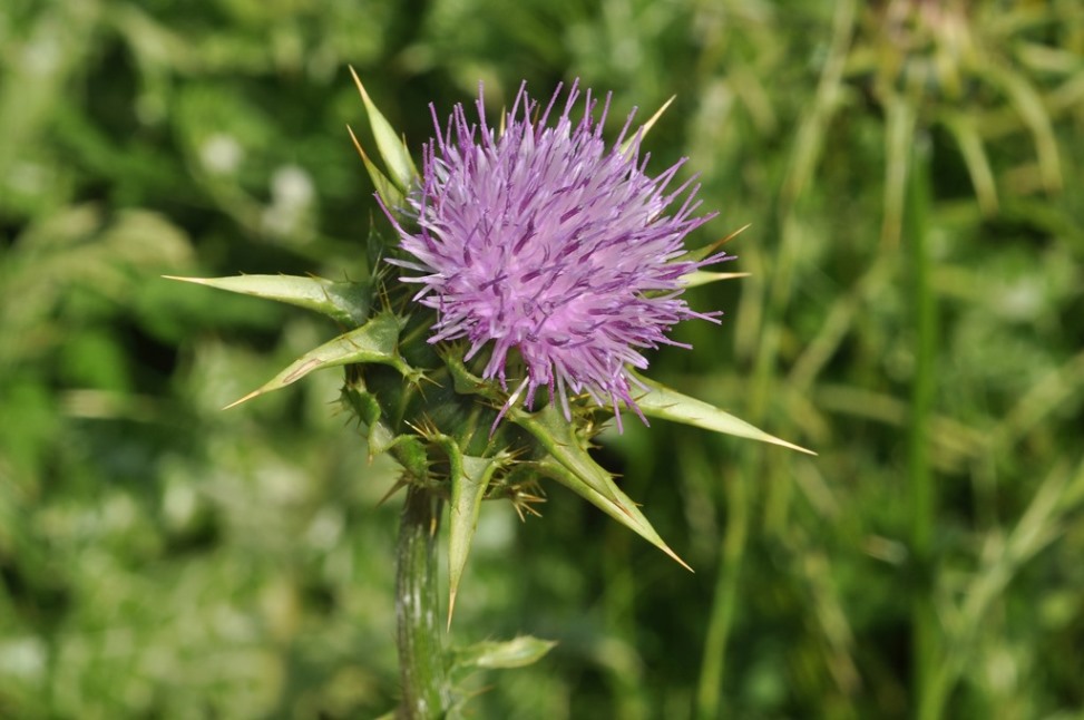 Silybum marianum / Cardo mariano