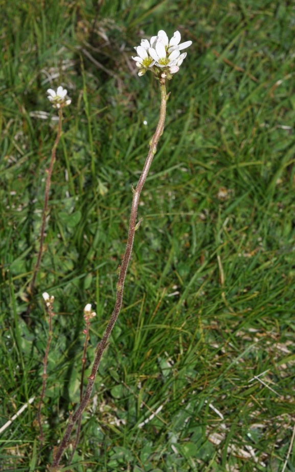 Saxifraga bulbifera / Sassifraga bulbifera