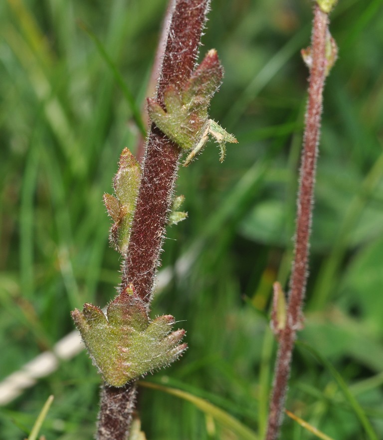 Saxifraga bulbifera / Sassifraga bulbifera