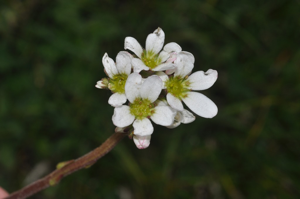 Saxifraga bulbifera / Sassifraga bulbifera