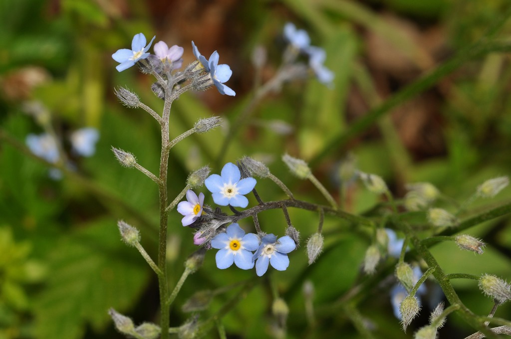 Boraginaceae - Myosotis decumbens subsp. florentina