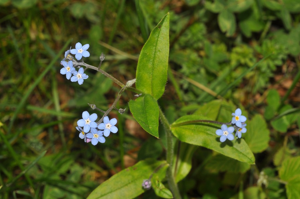 Boraginaceae - Myosotis decumbens subsp. florentina