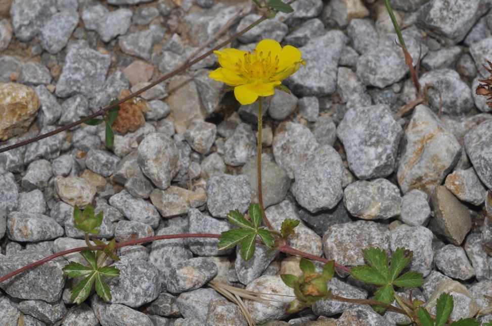 Potentilla reptans / Cinquefoglio