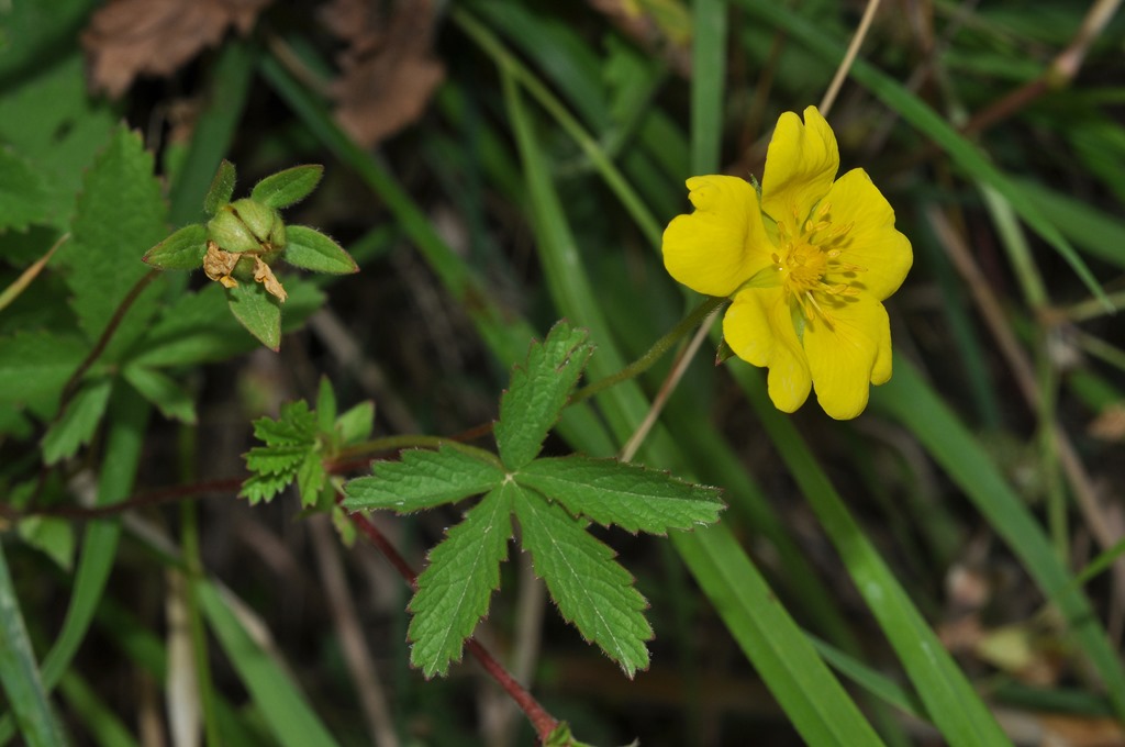 Potentilla reptans / Cinquefoglio