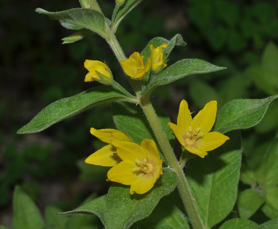 Lysimachia punctata / Mazza-d''oro punteggiata