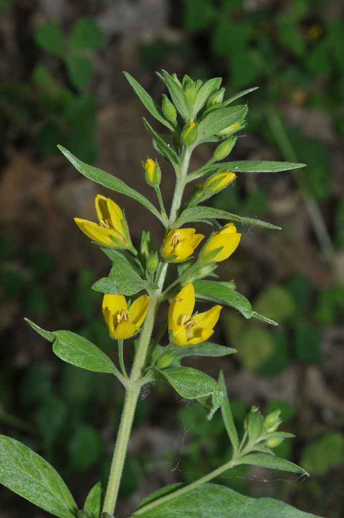 Lysimachia punctata / Mazza-d''oro punteggiata