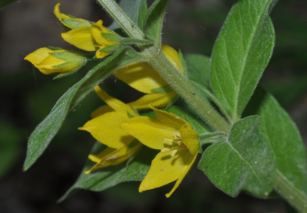 Lysimachia punctata / Mazza-d''oro punteggiata