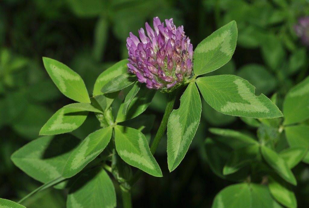 Trifolium pratense / Trifoglio dei prati