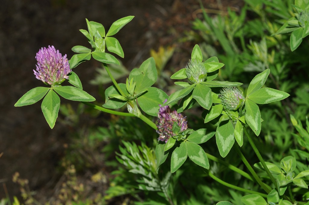 Trifolium pratense / Trifoglio dei prati