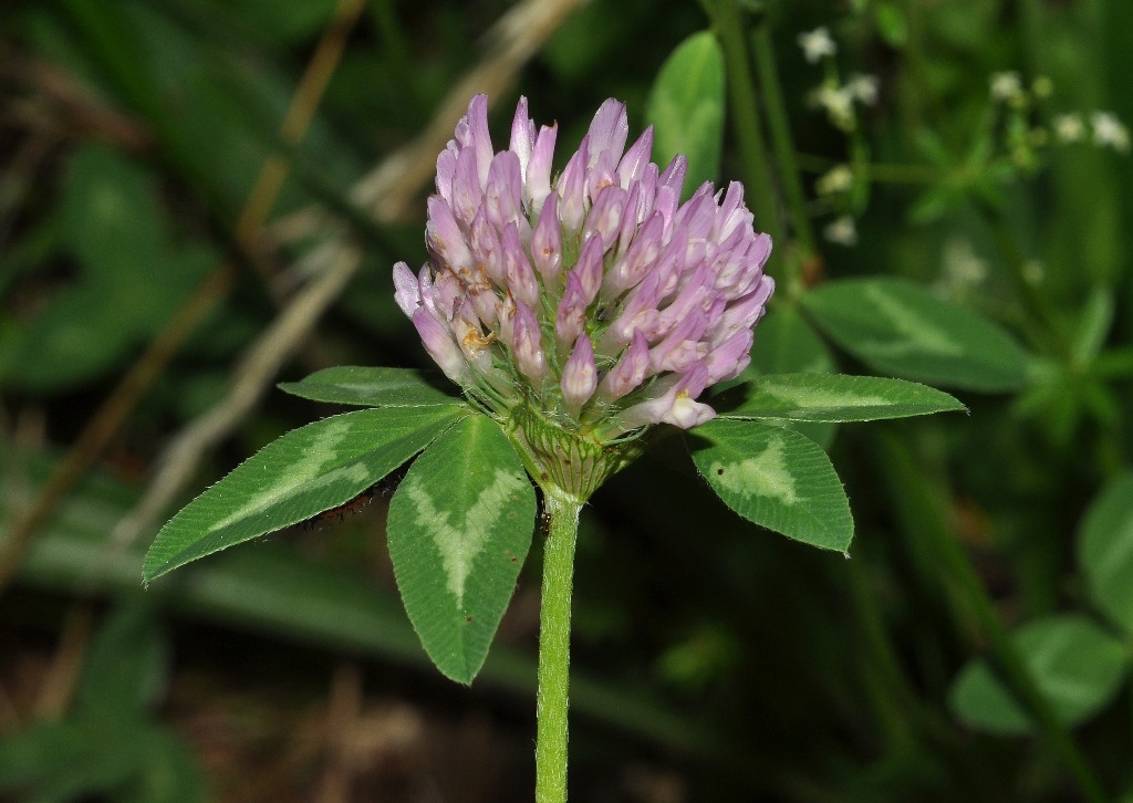 Trifolium pratense / Trifoglio dei prati