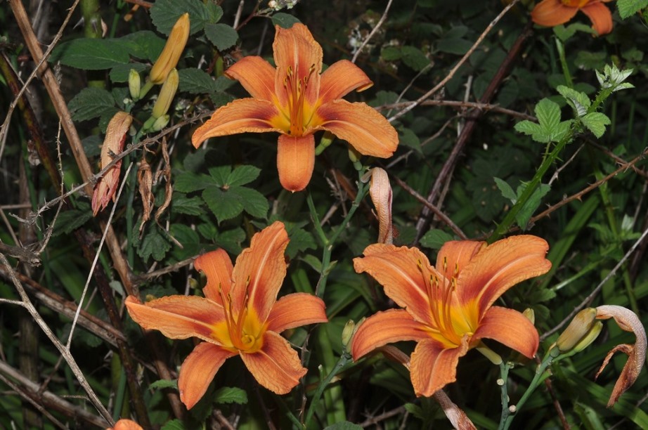 Hemerocallis fulva  (Xanthorrhoeaceae)