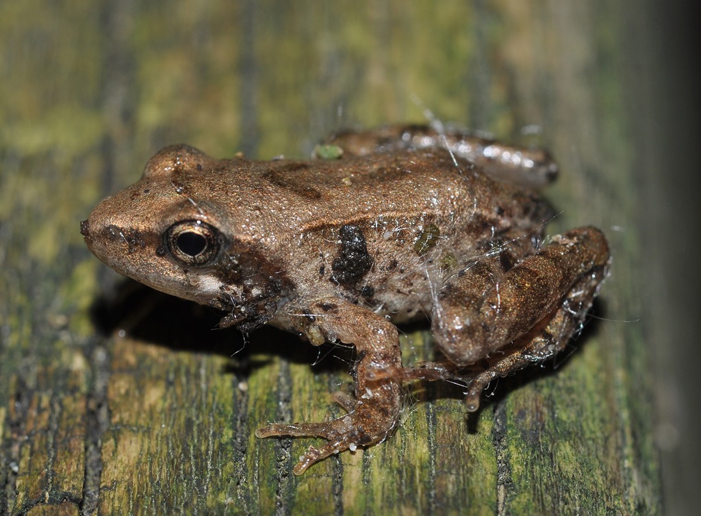 Rana da id... Rana latastei, neometamorfosato