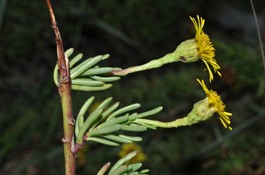 Asterales - Limbarda crithmoides