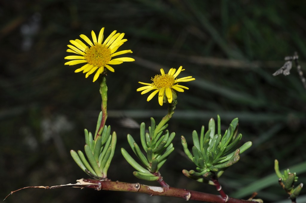 Asterales - Limbarda crithmoides