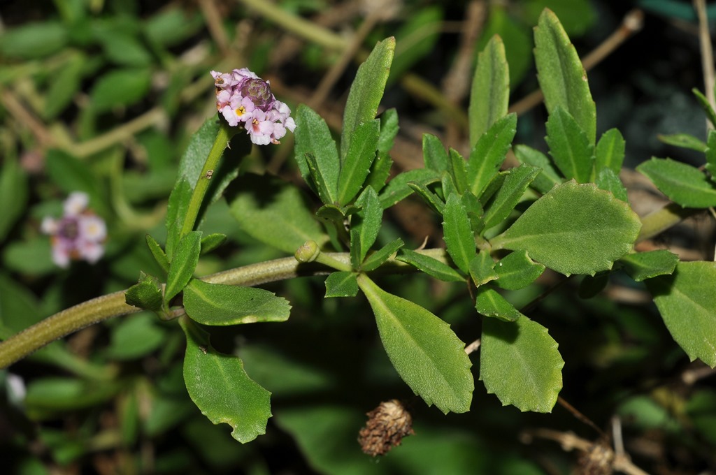 da identificare:  Phyra cfr. nodiflora  (Verbenaceae)