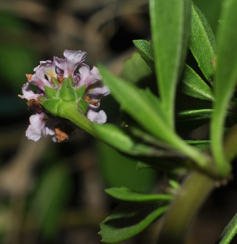 da identificare:  Phyra cfr. nodiflora  (Verbenaceae)