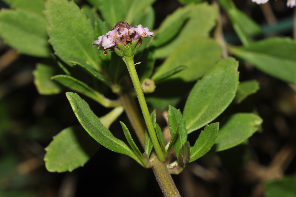 da identificare:  Phyra cfr. nodiflora  (Verbenaceae)